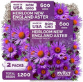 1,200 New England Aster Heirloom Flower Seeds, Aster Novae-Angliae by KVITER