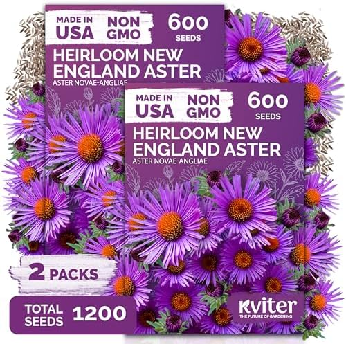 1,200 New England Aster Heirloom Flower Seeds, Aster Novae-Angliae by KVITER