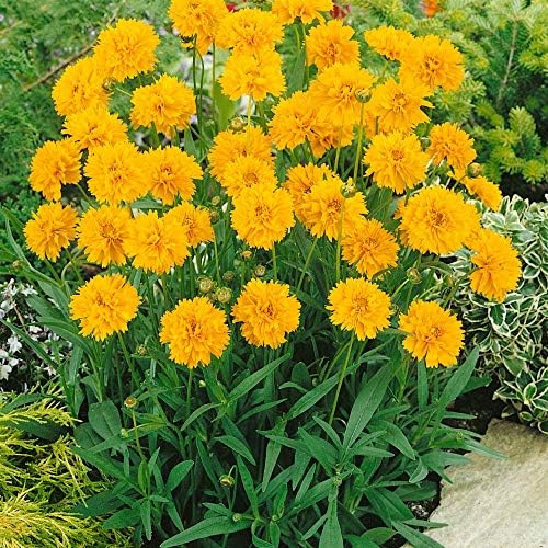Outsidepride Yellow Early Sunrise Coreopsis Seeds - 250 Seeds Tall, Native, Deer Proof, & Drought Tolerant Perennial Flower Seeds w/Compact Growth Habit & High Adaptability for Soils (AAS Winner) - Image 4