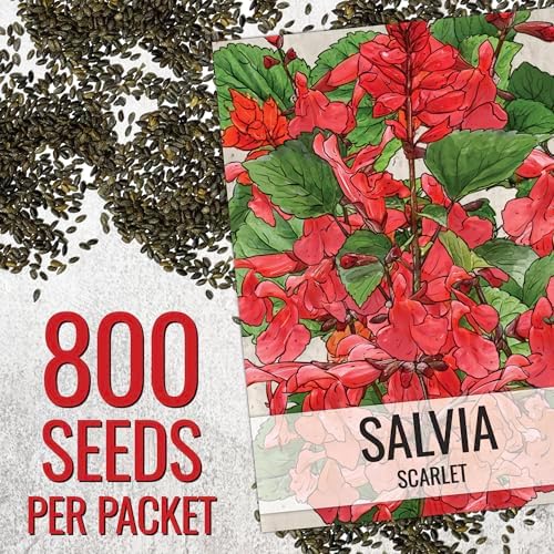 Seed Needs Scarlet Sage Seeds to Plant Perennial Red Salvia 10 Pack - Image 3