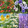 Meekear 5 Kit - Growing into Shasta Daisy, Cornflower, Sunflower, Zinnia, Lavender for Indoor Outdoor Garden DIY Gifts by Meekear-BEWITHYOU