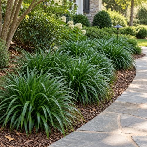 30 Mondo Liriope Monkey Grass Live Plant 3in Pot- Perennial (30 Pack) - Image 5