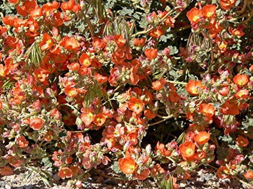 20 Apricot Desert GLOBEMALLOW Mallow Sphaeralcea Ambigua Flower Seeds - Image 2