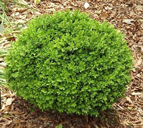 True Dwarf English Boxwood (Buxus) - Starter Plant (7m) (1 Live Plant) - Image 3