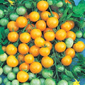 Park Seed Cherry Tomato Seeds, Planting Vegetables, Easy to Grow, Non-GMO, Variety of Colors and Sizes, Spring Garden, Honeybee Hybrid, Pack of 30 by ParkSeed