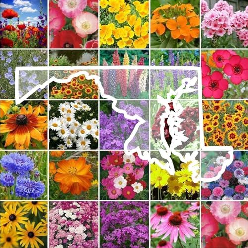 Eden Brothers Maryland Wildflower Mixed Seeds for Planting, 1 oz by EdenBrothers