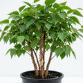 River Birch Tree Live Plant Multi-Stem Clump Qt Pot, Water Birch Plant, Fast Growing Ornamental Shade Tree, White Bark Landscape Tree by Unknown