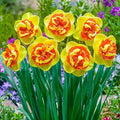 Direct Gardening - Kiwi Sunset Daffodil Spring Flowering Bulbs - A Daffodil with an Exotic Appearance - 5 Bulbs per Offer by BRECKS