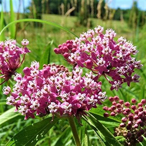 Swamp Milkweed 'Pink Rose Milkweed' (Asclepias incarnata) 2.5 inch Pot - Image 6