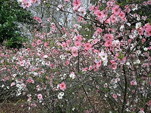TriStar Plants - Toyo Noshiki Flowering Quince, 1 Gallon Pot - Established Roots - Quince Bush - Chaenomeles, Live Plant, Bonsai, Indoor Plant, Fruit - Image 3
