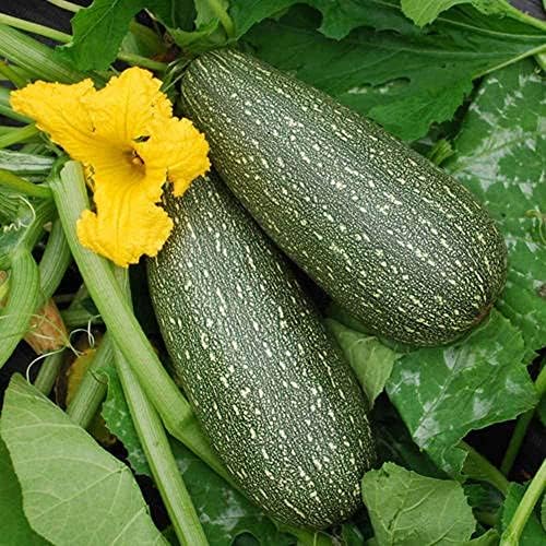 Zucchini, Grey Zucchini Squash, 100 Seeds per Pack, Non GMO,has Been a Favorite of Vegetable Gardeners Since the 1950’s. by CountryCreekAcres