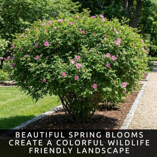 Woods Rose Seeds for Planting | Native Wild Rose Shrub | 100 Seeds - Image 5