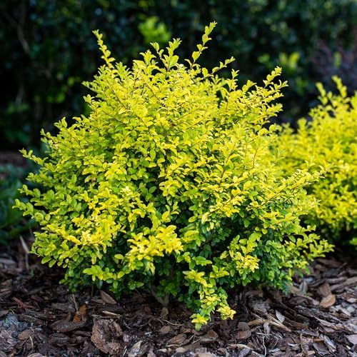 Perfect Plants Sunshine Ligustrum Shrub, 1 Gallon, Golden Evergreen - Image 5