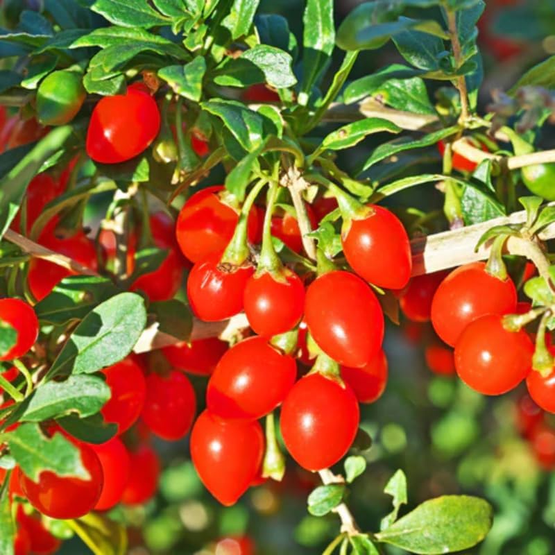 2 Goji Berry Live Plants, 4-10 Inch Tall - Image 6