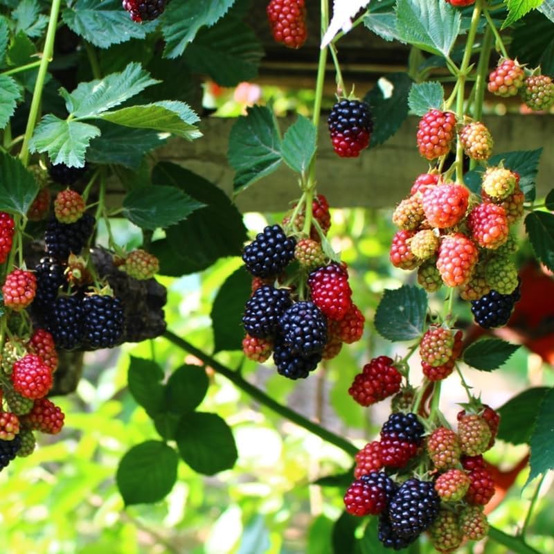 2 Sweet BlackBerry Plants Live for Planting, High Yielding, Sweet Juicy Berries for Your Garden, 4-6" in Tall, Cold Hardy, Dormant in Winter, No Pot - Image 4