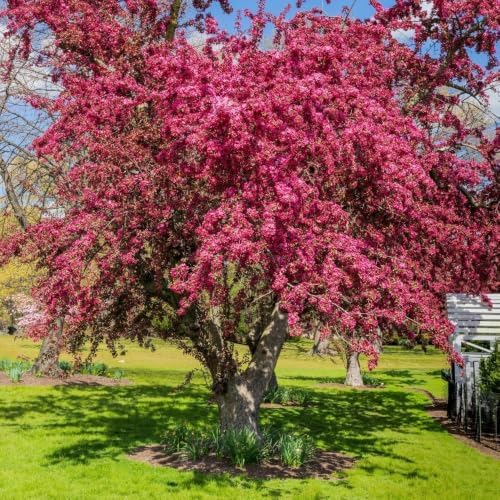Crabapple Tree Live Plant, 5-8 Inch Tall Crabapple Fruit Seedling - Image 5