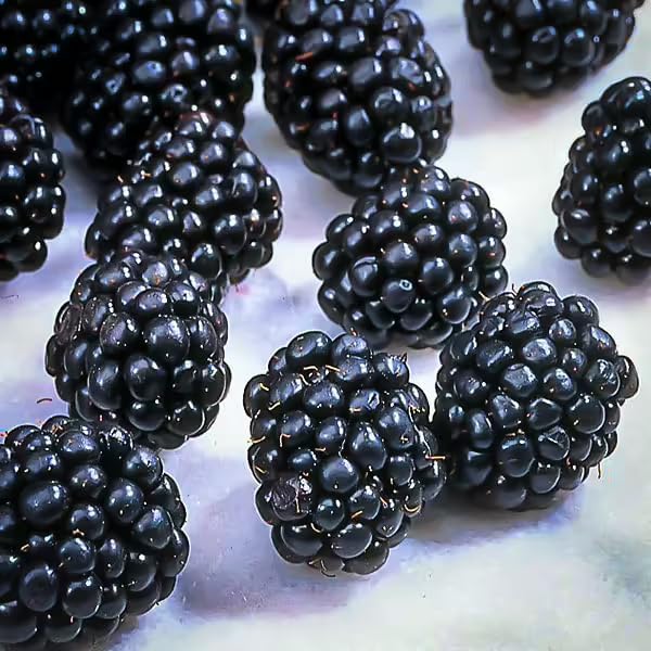 Ouachita BlackBerry Live Plant (5-9" Tall) – Thornless Sweet Berry Bush – Zones 6-9 – Upright Rubus Starter for Patio Containers or Gardens – Disease Resistant & High Yield - Image 4