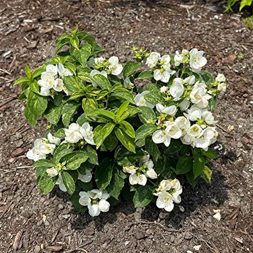 Proven Winners Illuminati Sparks Mockorange, Live Flowering Shrub, 3 Gallon - Image 3