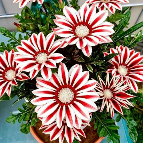 300+ Perennial Gazania Rigens Flower Seeds for Planting - Drought-Tolerant Ground Cover, Ideal for Rock Gardens & Borders, Attracts Pollinators, Low-Maintenance - Image 2