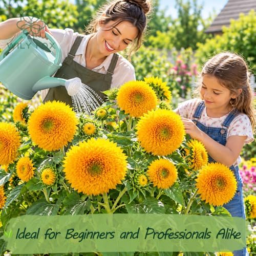 Dwarf Teddy Bear Sunflower Seeds for Planting, Heirloom Non-GMO, 150 Count - Image 2