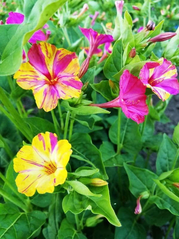 Mixed Four O Clock Seeds - Broken Colors 50 Pcs Mirabilis Jalapa - Image 3