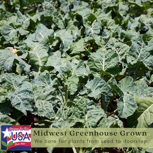 Clovers Garden Georgia Collard Greens Plants - Two (2) Live Plants – Non-GMO - Not Seeds - Each 4" to 8" Tall – in 4" Inch Pots - Heirloom, Heat Tolerant, Cold Hardy, High Yield - Image 4