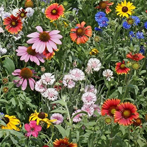 Outsidepride Northeast Wild Flower Seed Mix - 5 lbs Premium Blend of Vibrant Biennial & Annual Wildflower Seeds for Northeastern States, Ideal for Meadows, Borders & Gardens, & Attracting Pollinators - Image 2