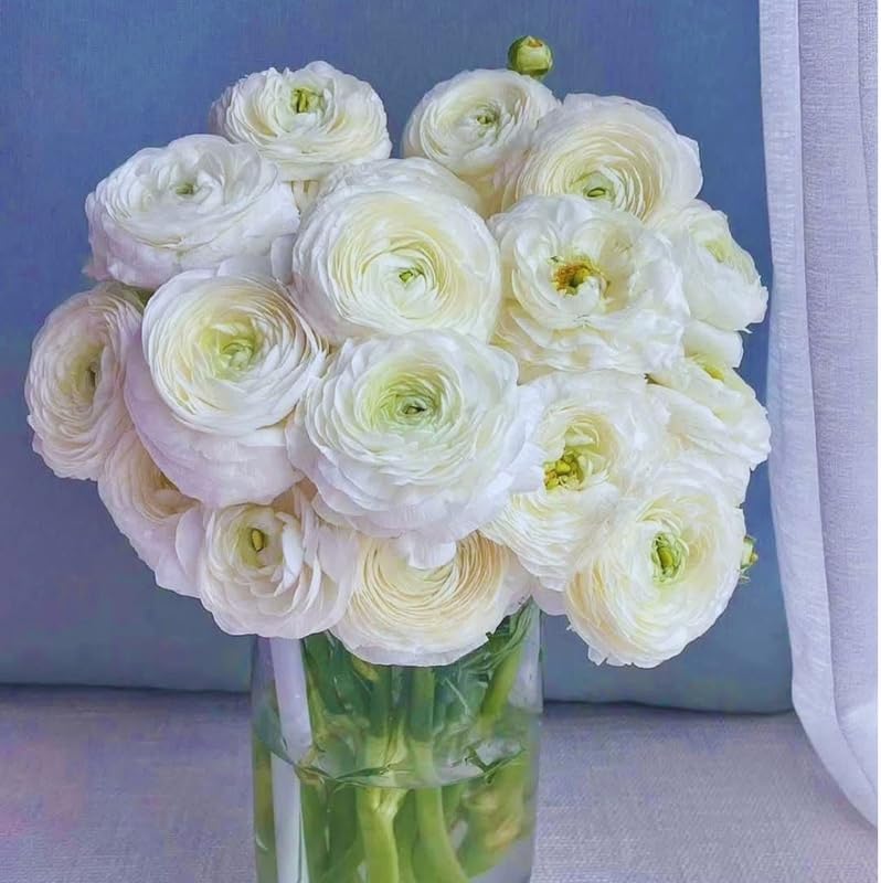 25 White Ranunculus Bulbs for Fall Planting, Ranunculus Flower Spring - Image 4