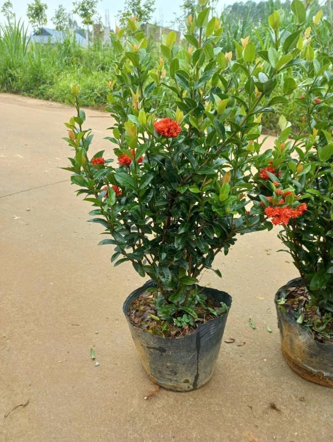 Dwarf Ixora Live Plant Red Flowering Ixora Tree Tropical Flowering Shrubs Flame of the Woods Plant 1-2 Ft Tall 3 Gal Pot, No Ship CA - Image 4