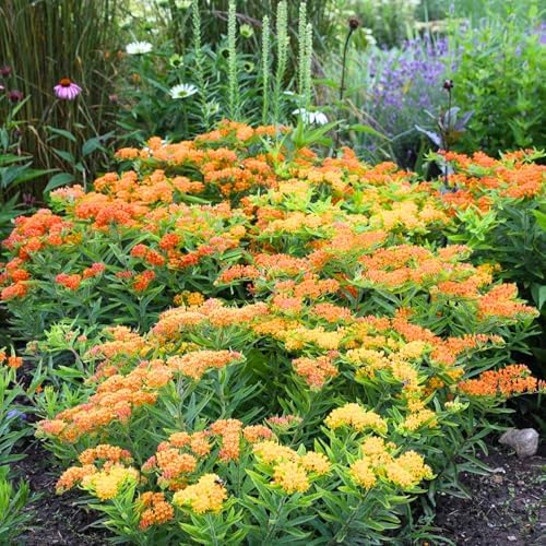 2 Mixed Milkweed Live Plants, Garden Flower Plant, 5-8 Inch Tall - Image 4