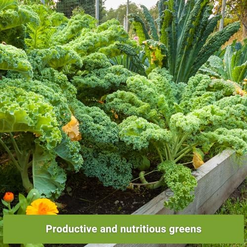Sow Right Seeds - Kale Seed Collection for Planting Vegetable Garden - Image 4