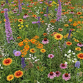 Ferry-Morse Bird & Butterfly Bulk Wildflower Seeds, 210,000+, 1 lb by FerryMorse