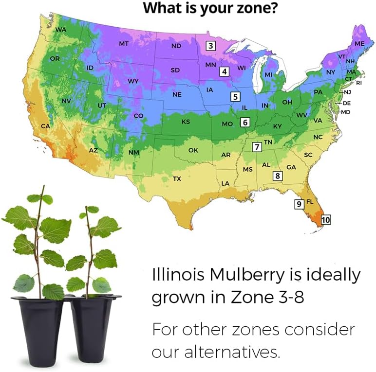 Mulberry Illinois Everbearing Plant (4 Pack) | Real Live Fruit Plants for Sale| Easy to Grow Live Plants for Organic Gardens | Organic Landscaping, and Indoor or Outdoor Planting. - Image 3