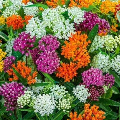 2 Mix Milkweed Live Plants, Asclepias Tuberosa Plant 4–6" Tall - Image 7