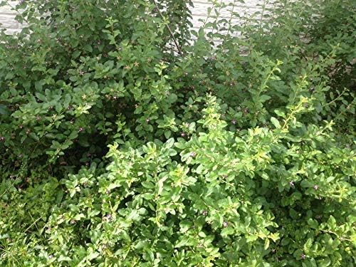 2 Live Plant Goji Berry Lycium Barbarum Rooted Cutting Healthy Super Fruit Tree #PRG1 - Image 2