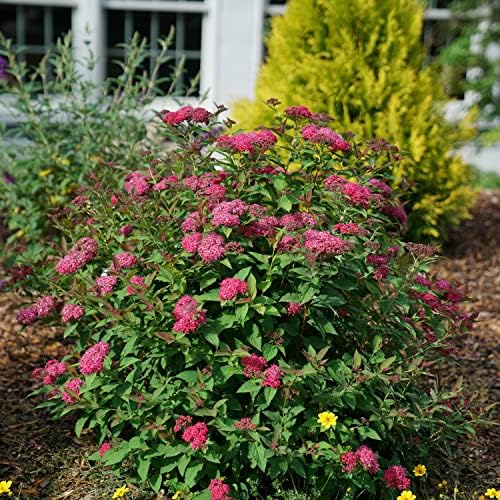 Proven Winners Double Play Doozie Spirea, Live Flowering Shrub, 3 Gallon - Image 4