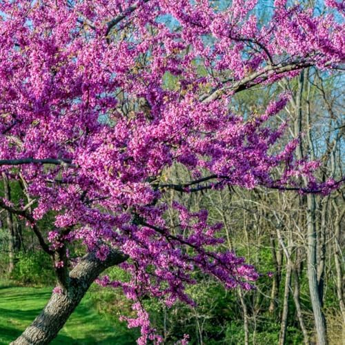 2 Redbud Tree Live Plant, 6-10 Inch Tall in Quart Pot | Eastern Redbud Live Trees with Beautiful Spring Pink Blossoms | Hardy Native for Landscapes - Image 4