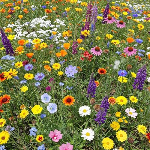 Ferry-Morse North American Bulk Wildflower Seeds, 239,000+, 1 lb by FerryMorse