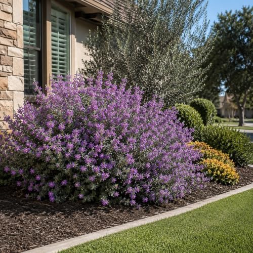 Texas Sage | 30 Live Plants | Leucophyllum frutescens | Drought-Tolerant Shrub for Landscaping | Hardy Evergreen with Silver Foliage and Purple Blooms - Image 4