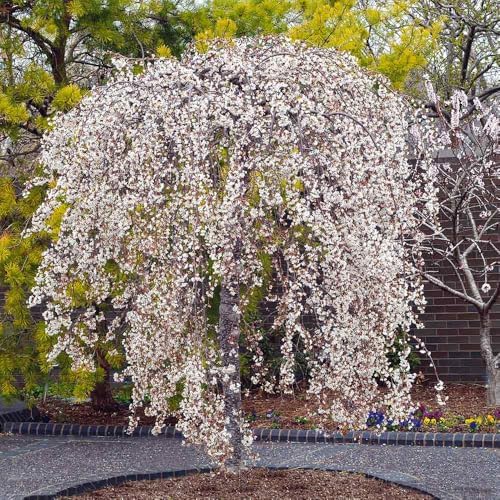 Weeping Cherry Blossom Tree Live Plant, Ornamental Flowers, 8-12" Tall - Image 7