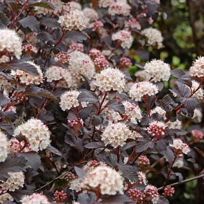 2 Live Ninebark Shrub Plant, 12-18" Tall in 2.5 Inch Pot, Easy to Grow, Resilient Flowering Foliage for Garden Rows and Landscapes by GINGERGLOW