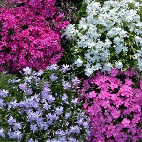 3 Mix-Colored Creeping Phlox Plants, Perennial Ground Cover 4-6 Inches - Image 5