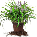 Royal Purple LIRIOPE - Size: 1 Gallon, Live Plant, Includes Special Blend Fertilizer & Planting Guide by PerfectPlantsNursery