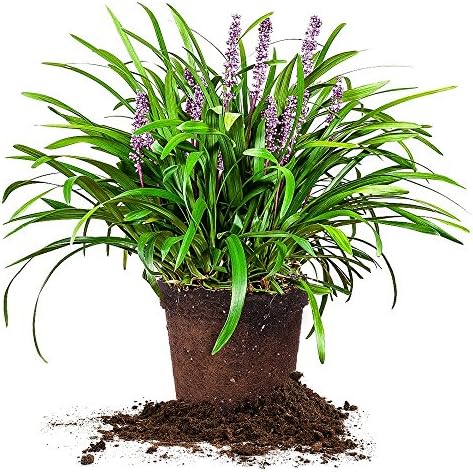 Royal Purple LIRIOPE - Size: 1 Gallon, Live Plant, Includes Special Blend Fertilizer & Planting Guide by PerfectPlantsNursery