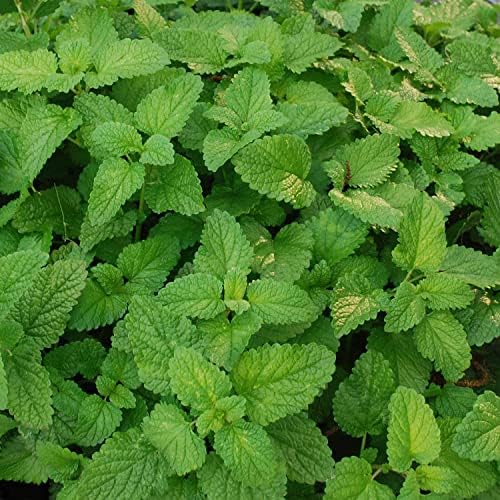 Bonnie Plants Lemon Balm Live Herb Plants - 4 Pack, Perennial In Zones 5 to 9, For Lemon Flavor In A Variety Of Dishes & Teas - Image 3