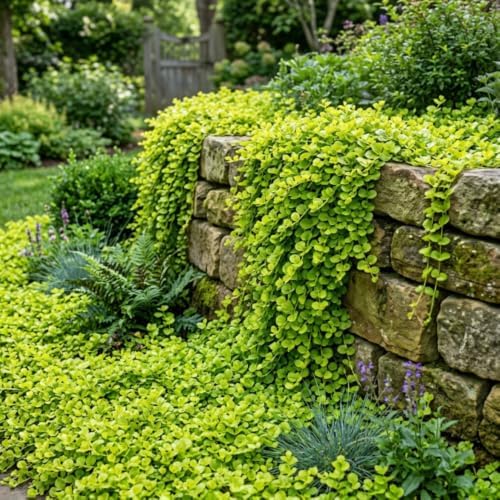 2 Creeping Jenny Starter Live Plants, Perennial Ground Cover, 1-3 Inch Tall - Image 3