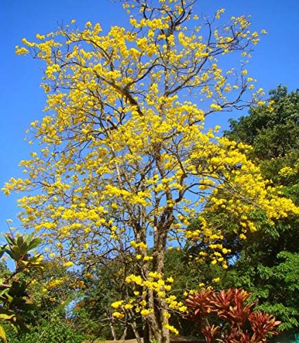 Yellow Tabebuia Trumpet Tree - Live Plant in a 4 Inch Pot - Handroanthus Chrysanthus - Beautiful Flowering Tree - Image 3