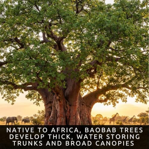 5 Baobab Tree Seeds | Adansonia Digitata Exotic Bonsai Seeds - Image 5