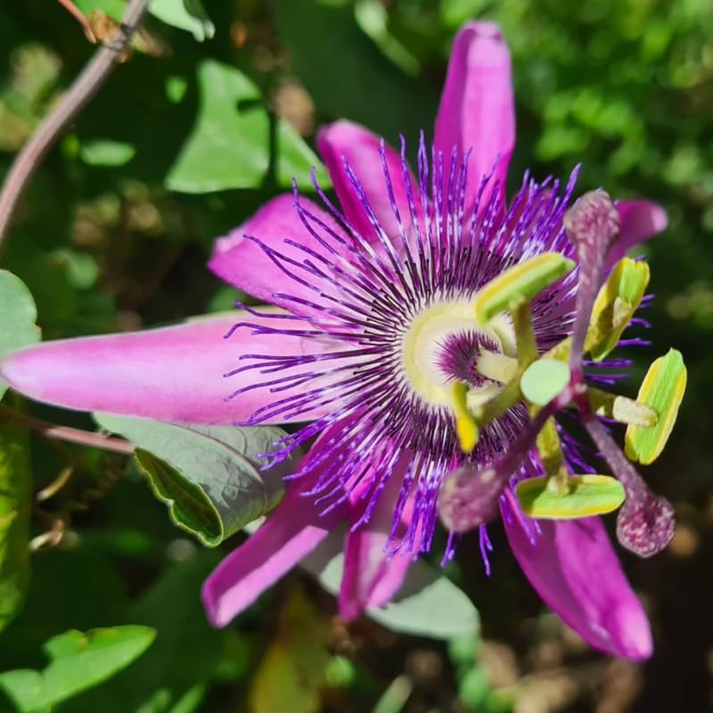 2 Lavender Passion Flower Live Plants, Passiflora Vine to Grow 5-7" Tall - Image 3