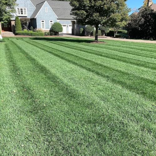 Lawn Synergy North Star Kentucky Bluegrass and Tall Fescue Seed, 10 lbs - Image 2